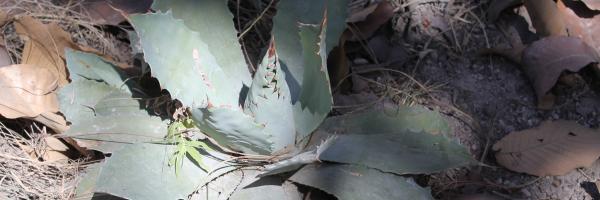 Agave guadalajarana en Bosque la Primavera, foto Shalisko V., 2017