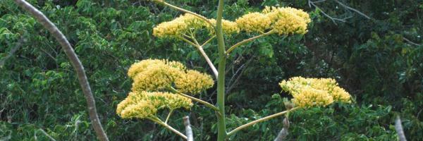 Agave valenciana inflorescencia