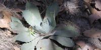 Agave guadalajarana en Bosque la Primavera, foto Shalisko V., 2017