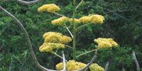 Agave valenciana inflorescencia
