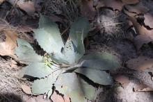 Agave guadalajarana en Bosque la Primavera, foto Shalisko V., 2017