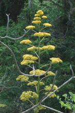 Agave valenciana inflorescencia